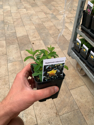 iperico nano, Hypericum calycinum - vaso Ø8 cm