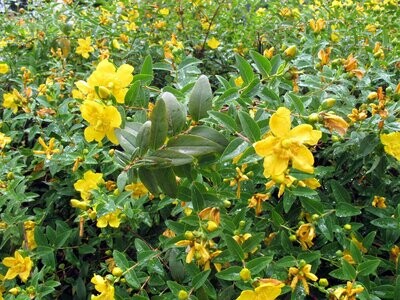 iperico nano, Hypericum calycinum - vaso Ø8 cm