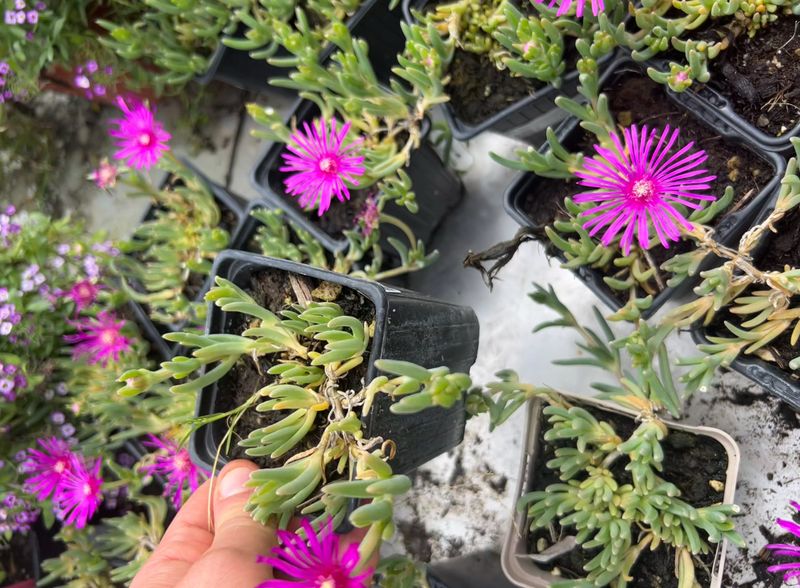 Delosperma cooperi - vaso Ø8 cm