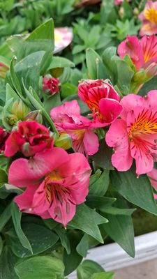 Alstroemeria, Giglio del Perù, Astromelia - vaso Ø17 cm
