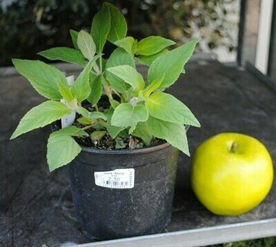 Salvia Ananas - Salvia elegans - vaso Ø14 cm