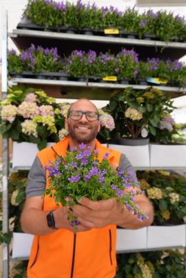 Campanula Portenschlagiana o muralis, Campanula delle rocce - vaso Ø10 cm Campanula Portenschlagiana o muralis, Campanula delle rocce - vaso Ø10 cm