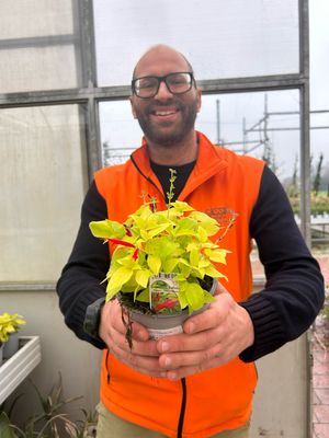 Salvia Melone - Salvia elegans 'Melone' - vaso Ø14 Salvia Melone - Salvia elegans 'Melone' - vaso Ø14