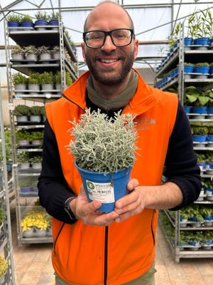 Santolina chamaecyparissus - vaso Ø14 cm Santolina chamaecyparissus - vaso Ø14 cm