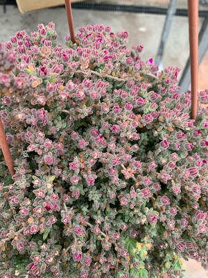 Barba di Giove, Drosantemo, Drosanthemum - basket Ø16 cm
