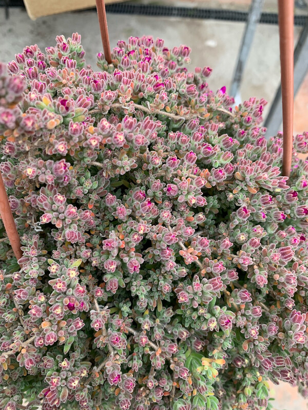 Barba di Giove, Drosantemo, Drosanthemum - basket Ø16 cm