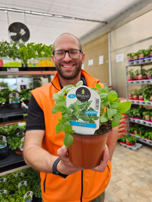 Basilico Artico, Basilico di Montagna, Basilico Alpino, Ocimum basilicum var. artico - vaso Ø14 cm