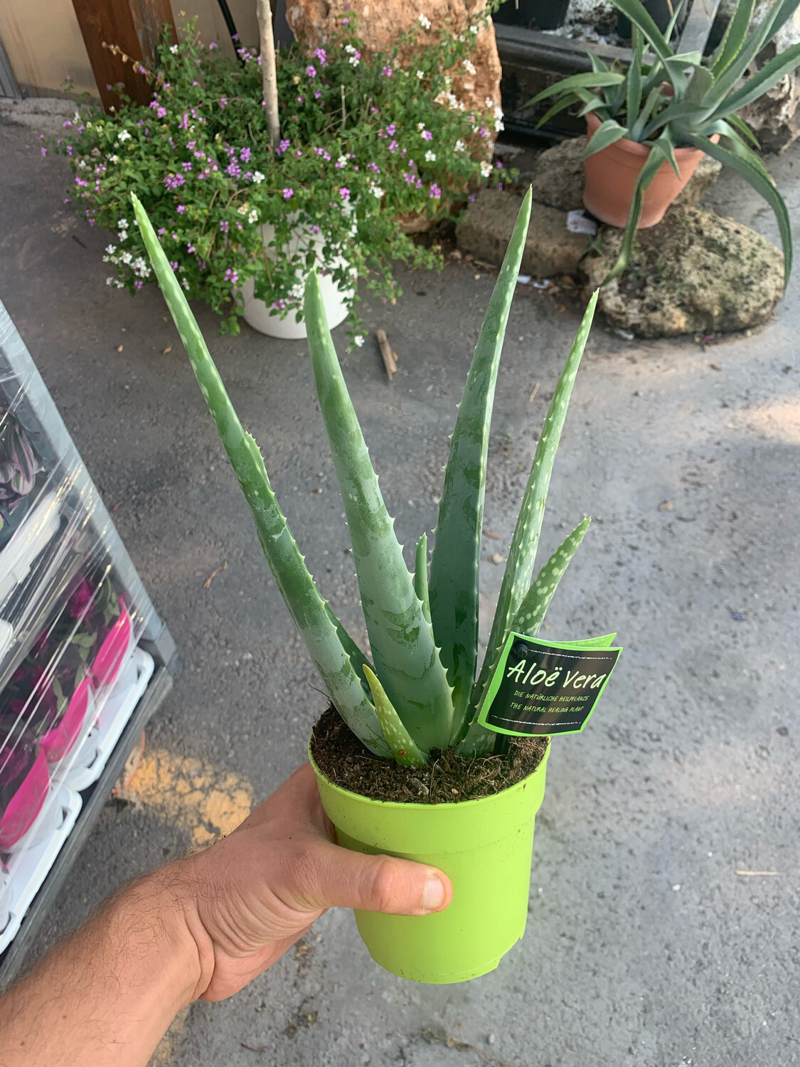 Aloe Vera - vaso 12 cm
