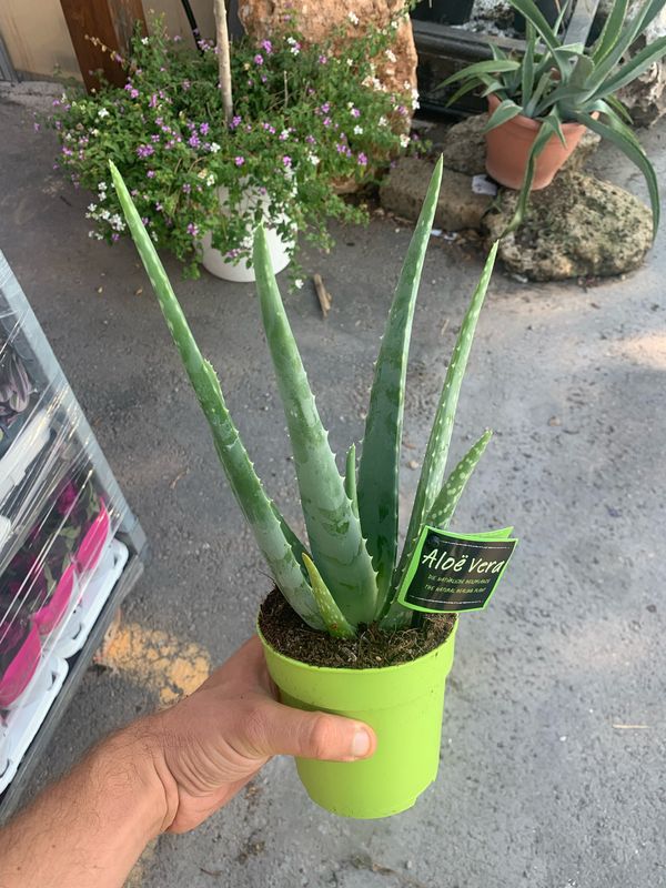Aloe Vera - vaso Ø12 cm