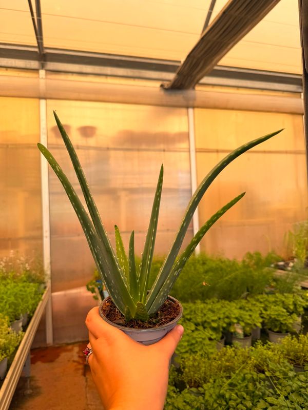 Aloe Vera - vaso Ø12 cm