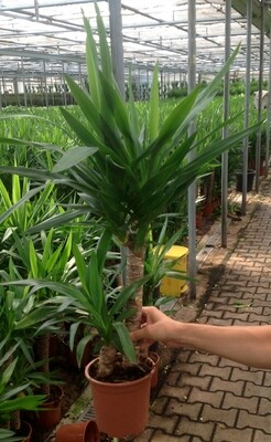 Yucca Elephantipes, Tronchetto della felicità - vaso Ø17 cm, 2 tronchi h 60 e 30 cm