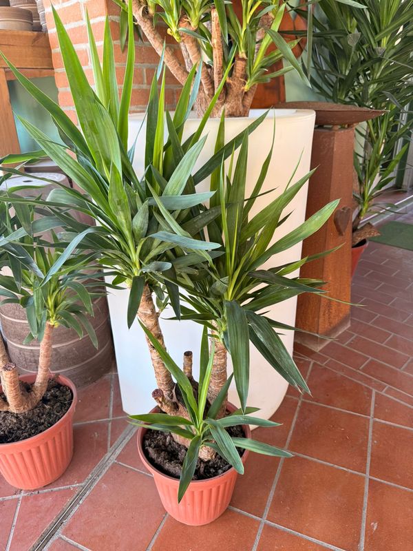 Yucca Elephantipes, Tronchetto della felicità - vaso Ø30 cm h60cm