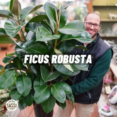 Ficus elastica, Ficus robusta - vaso Ø27 cm, h 110 cm Ficus elastica, Ficus robusta - vaso Ø27 cm, h 110 cm