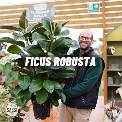 Ficus elastica, Ficus robusta - vaso Ø27 cm, h 110 cm