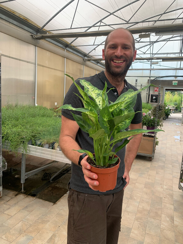 Dieffenbachia compacta - vaso Ø12 cm Dieffenbachia compacta - vaso Ø12 cm