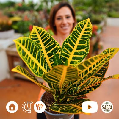 Croton Petra, Codiaeum variegatum 'Petra' - vaso Ø17 cm