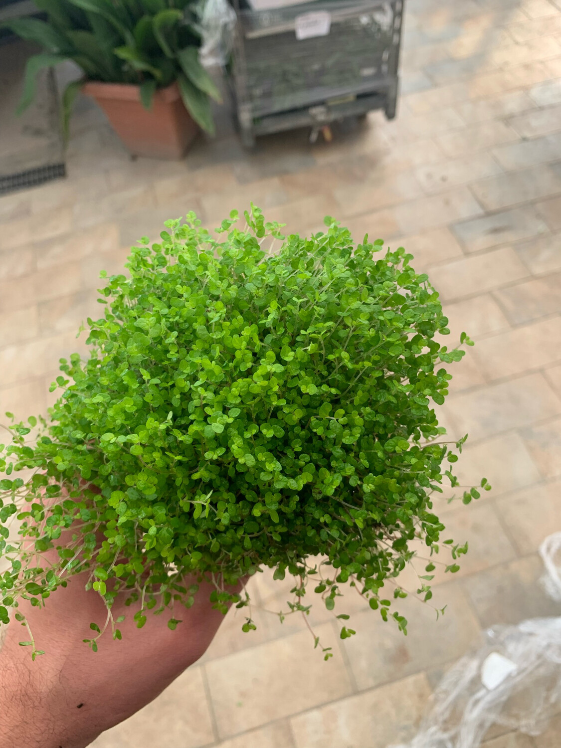 Soleirolia soleirolii green musk - vaso Ø11 cm