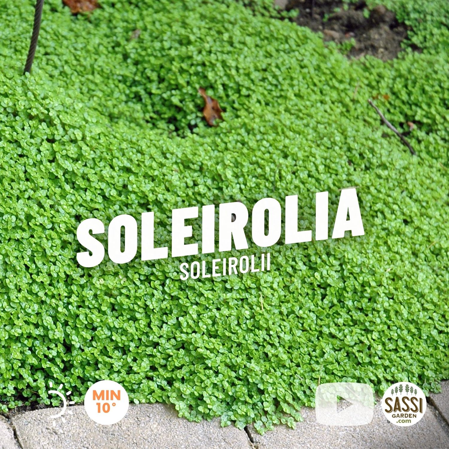Soleirolia soleirolii green musk - vaso Ø11 cm Soleirolia soleirolii green musk - vaso Ø11 cm