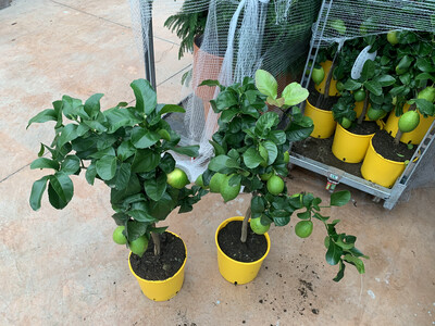 Limone, Citrus Limon - vaso Ø21 cm
