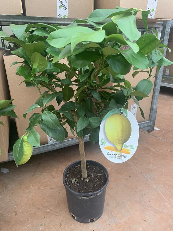 Limone, Citrus Limon - vaso Ø21 cm