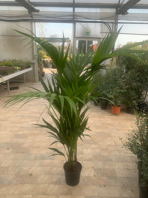 Kenzia, Kenthia, Howea forsteriana, Palma di Kentia - vaso Ø22 cm, h  140-150 cm fuori vaso