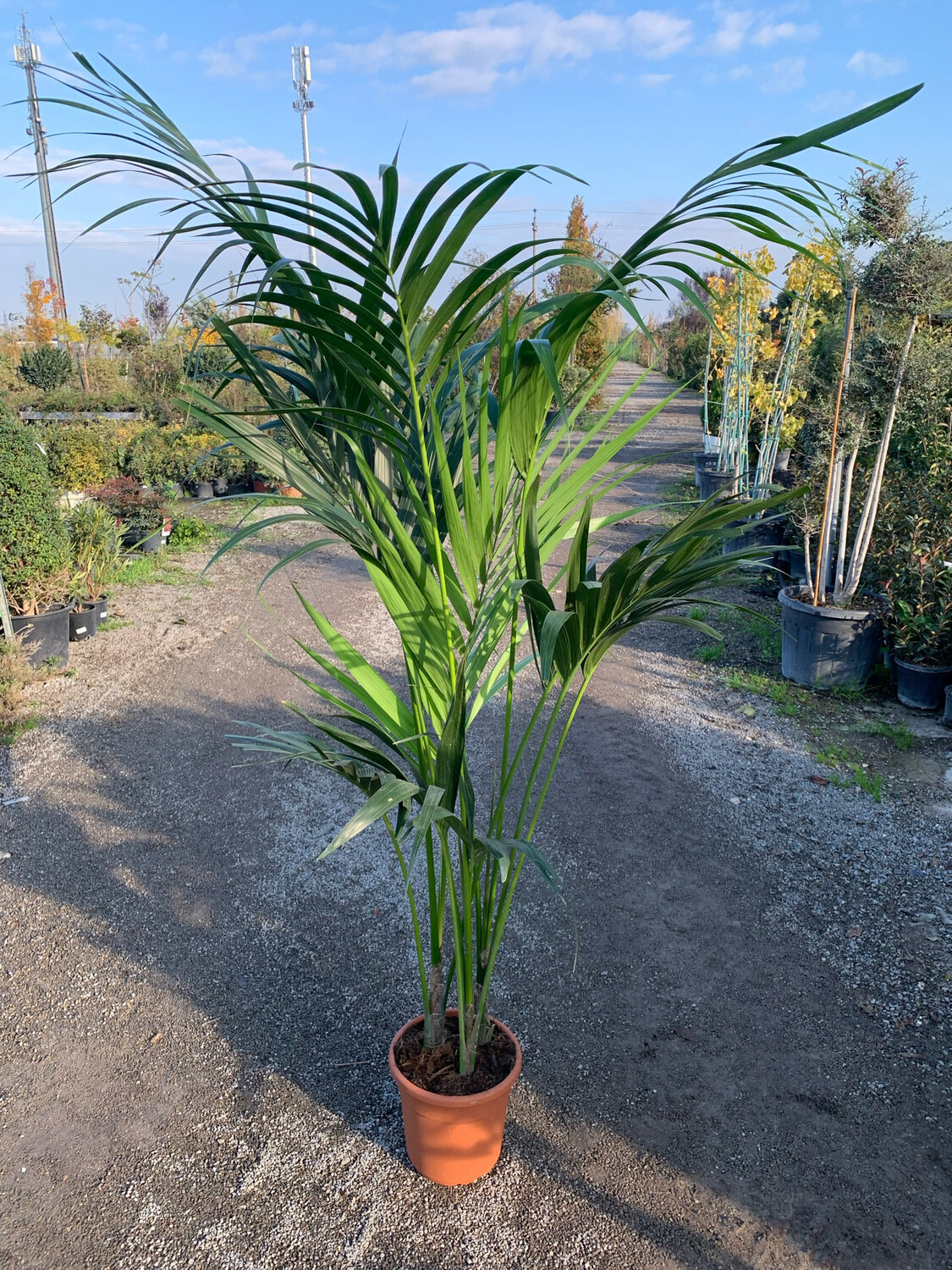 Kenzia, Kenthia, Howea forsteriana, Palma di Kentia - vaso Ø22 cm, h  140-150 cm fuori vaso