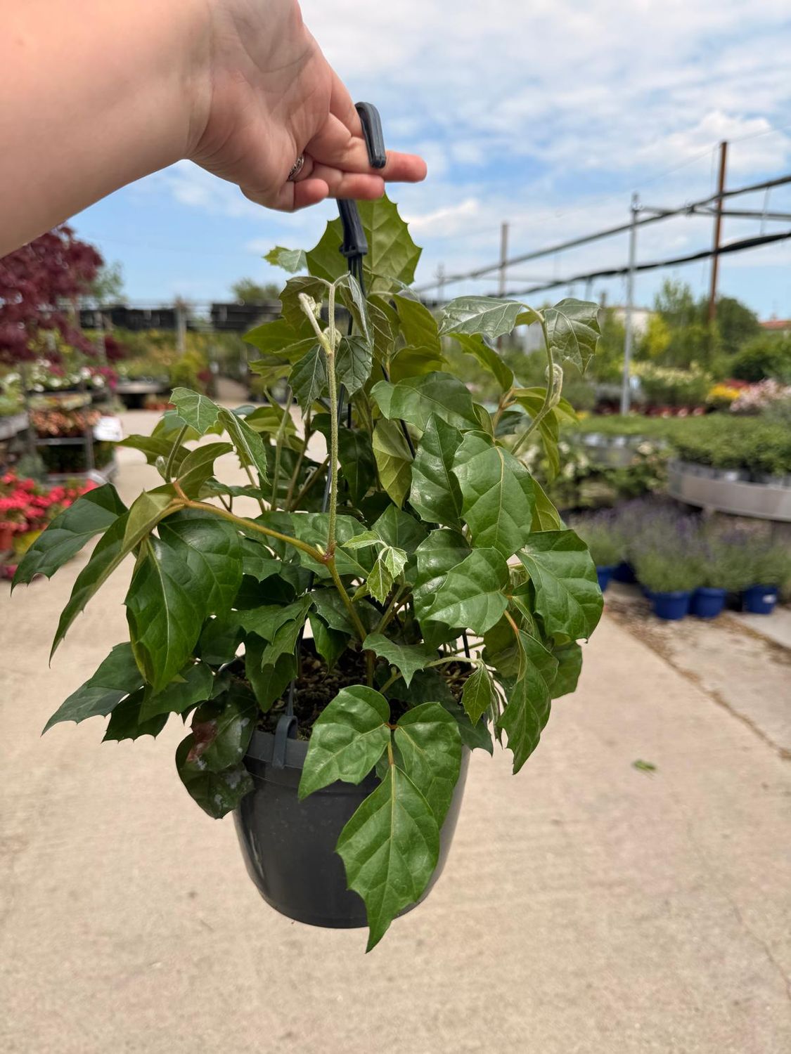 Cissus rhombifolia - basket Ø19 cm