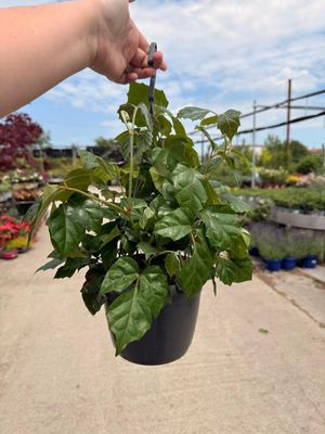 Cissus rhombifolia - basket Ø19 cm