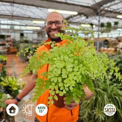 Capelvenere, Adiantum Raddianum Fragrans, Felce di Maidenhair - vaso Ø13 cm
