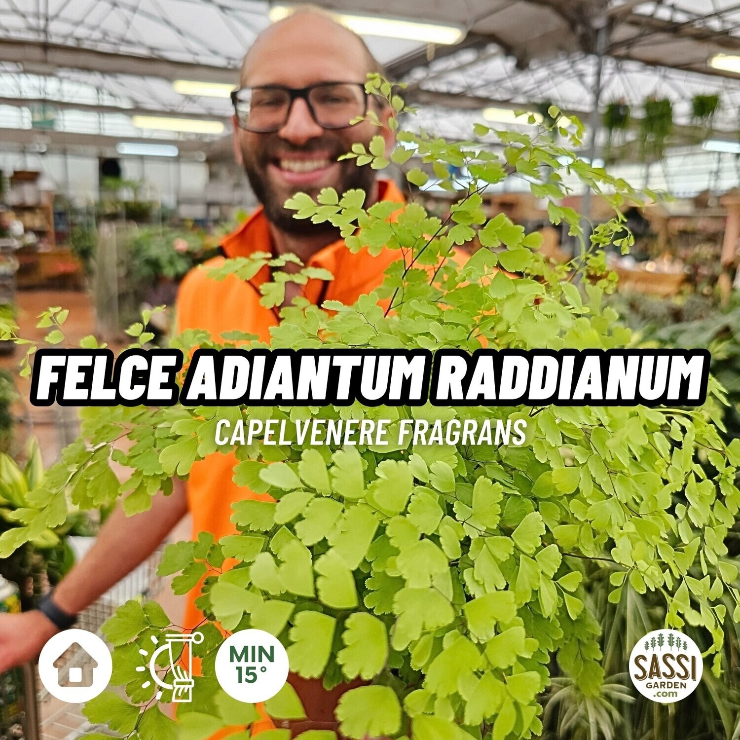 Capelvenere, Adiantum Raddianum Fragrans, Felce di Maidenhair - vaso Ø13 cm Capelvenere, Adiantum Raddianum Fragrans, Felce di Maidenhair - vaso Ø13 cm