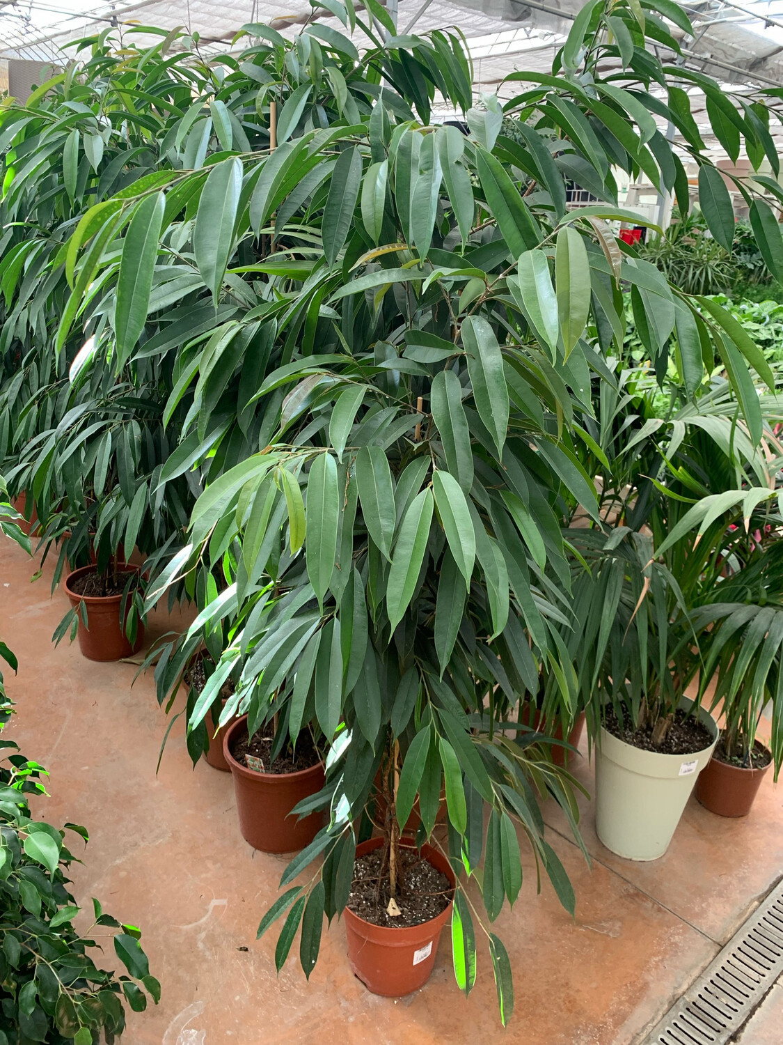 Ficus binnendijkii 'Amstel King' - vaso Ø27 cm, h 160-170 cm