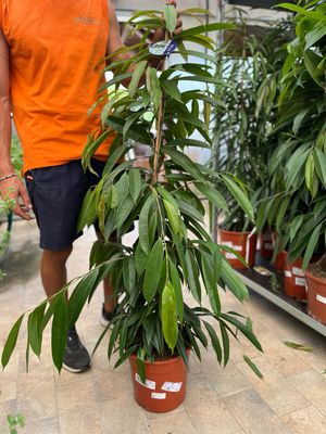 Ficus binnendijkii 'Amstel King' - vaso Ø27 cm, h 160-170 cm