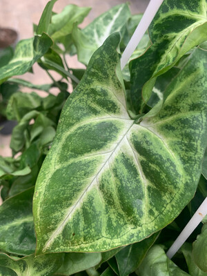 Syngonium podophyllum 'Arrow' basket Ø17 cm