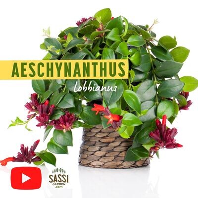 Aeschynanthus lobbianus, Eschinanto, pianta rossetto - basket Ø17 cm