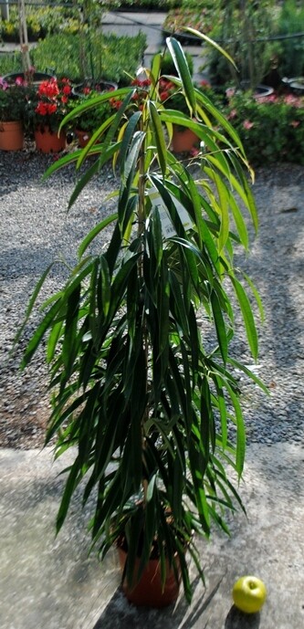​Ficus binnendijkii 'Alii' - vaso Ø27 cm