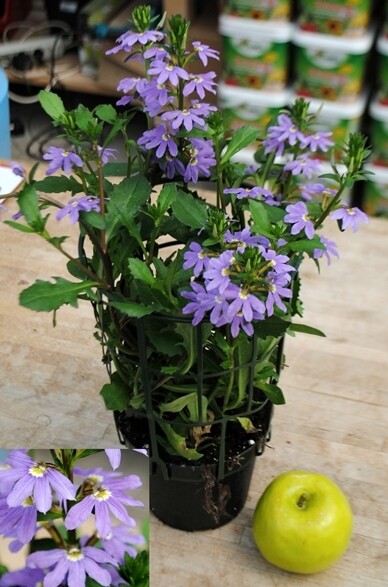 Scaevola aemula, Ventaglio blu - vaso Ø14 cm Scaevola aemula, Ventaglio blu - vaso Ø14 cm