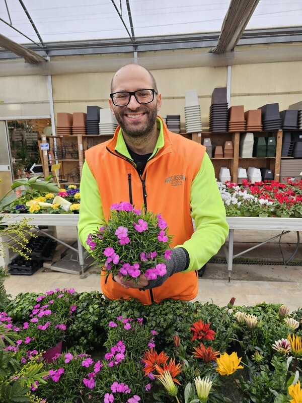 Garofano Kahori, Dianthus Kahori - vaso Ø14 cm Garofano Kahori, Dianthus Kahori - vaso Ø14 cm