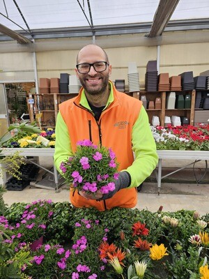 Garofano Kahori, Dianthus Kahori - vaso Ø14 cm