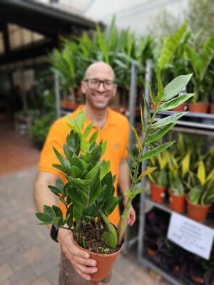 Zamioculcas zamiifolia, gemma di Zanzibar - vaso Ø12 cm