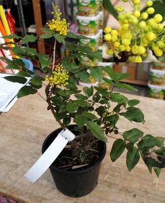 Mahonia Aquifolium - vaso Ø18 cm (pontesc )