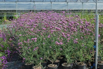 Verbena Bonariensis Lollipop - vaso Ø18 cm