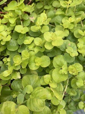Lysimachia nummularia aurea, Lisimachia gold, Moneta d'oro - vaso Ø9 cm