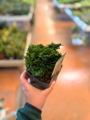 Chamaecyparis obtusa 'Nana Gracilis' - vaso Ø12 cm