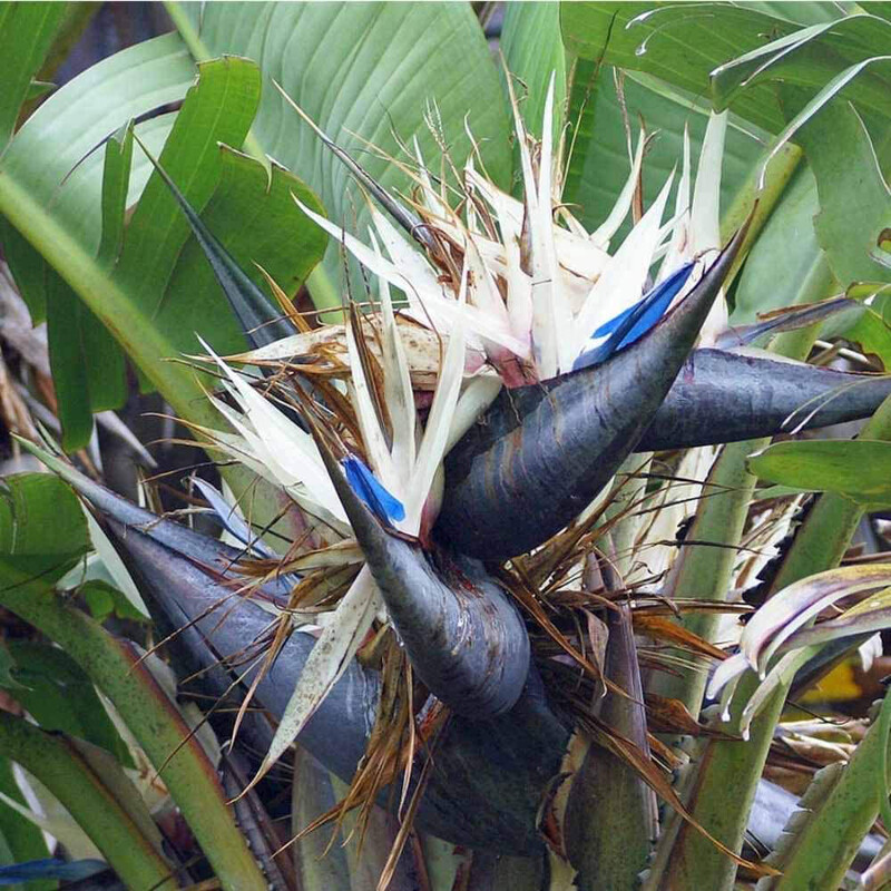 Strelitzia Nicolai - Strelizia - Uccello del paradiso gigante - Falso Banano - vaso 24 h 120