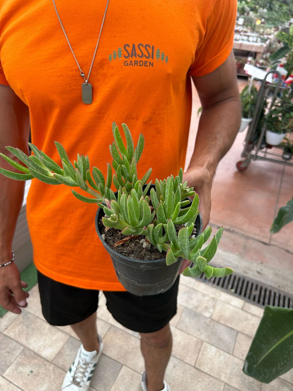 Carpobrotus Acinaciformis, Fico degli Ottentotti, Fico del Capo - vaso Ø14 cm Carpobrotus Acinaciformis, Fico degli Ottentotti, Fico del Capo - vaso Ø14 cm