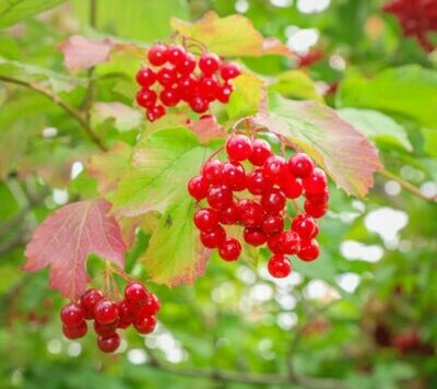 Viburnum opulus, Pallone di maggio, Palla di neve - vaso Ø18 cm