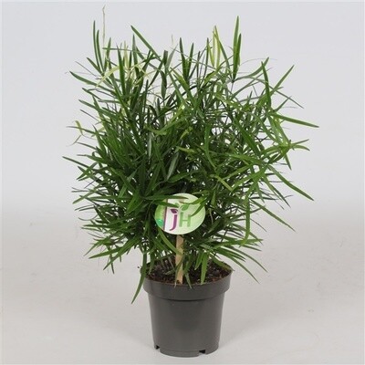 Asparagus falcatus - vaso Ø12 cm