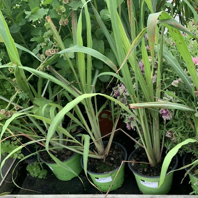 Citronella, Lemongrass, Cymbopogon citratus - vaso Ø14 cm