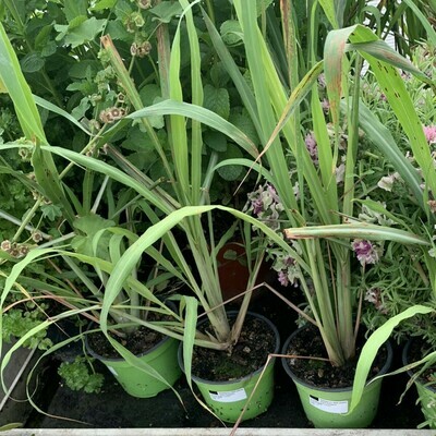 Citronella, Lemongrass, Cymbopogon citratus - vaso Ø14 cm