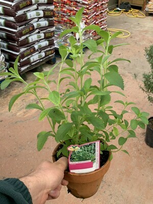 Stevia Rebaudiana - vaso Ø12 cm